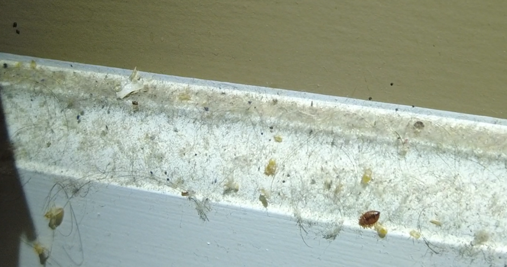 Bed bugs are small, parasitic insects that feed on the blood of humans and animals. They can live in bedding, furniture, and other places where people sleep or rest. Bed bug bites can cause itching, redness, and swelling. Bed bug eggs are small, white ovals that are often difficult to see.