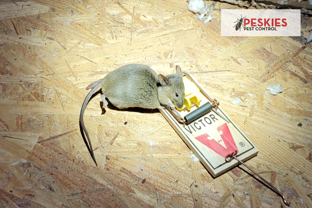 A mouse caught in a wooden snap trap, a type of mousetrap that kills the mouse instantly by snapping its neck. Rodent Control Montgomery AL