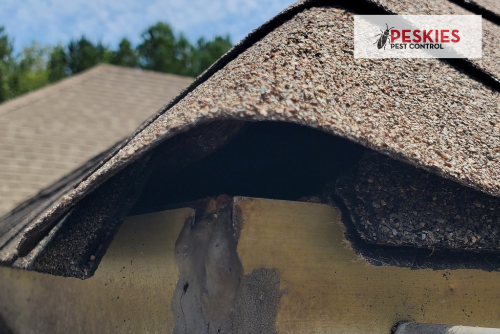 A hole in the roof line of a house is a common entry point for rodents. Rodents can cause damage to the home and spread diseases. It is important to seal any holes in the roof line to prevent rodent entry. Rodent Control Montgomery AL