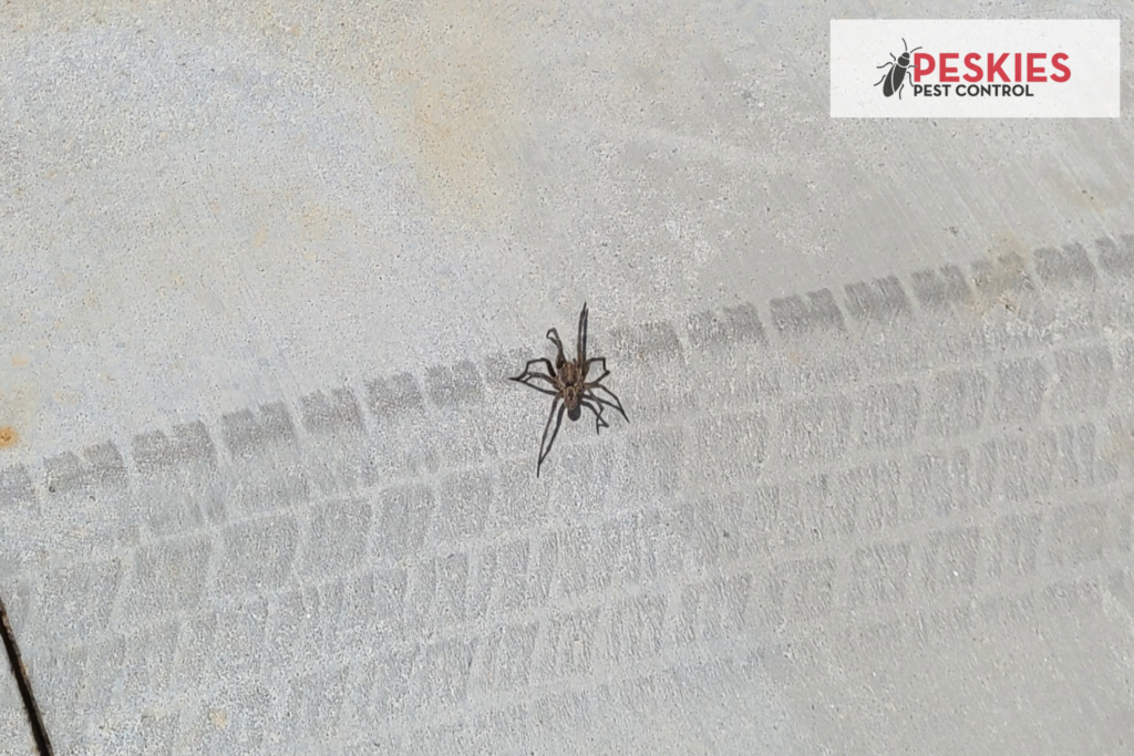 Spiders are common pests that can be found in many areas. They are typically harmless to humans, but can be a nuisance.