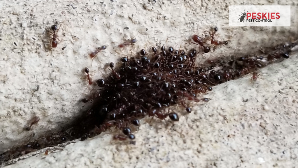 A close-up image of a group of ants gathered around a drop of poison gel bait. The ants are eating the gel bait and carrying it back to their colony.
