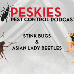 Keep your Montgomery, AL home pest-free with Peskies Pest Control. We control stink bugs and Asian lady beetles.