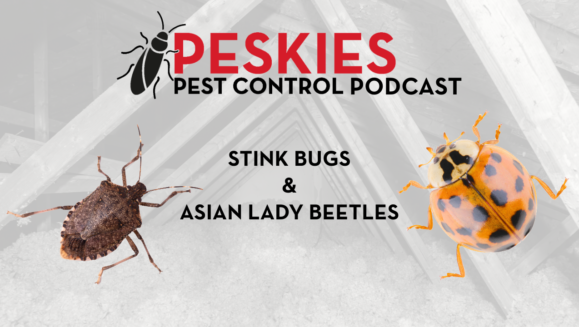 Keep your Montgomery, AL home pest-free with Peskies Pest Control. We control stink bugs and Asian lady beetles.