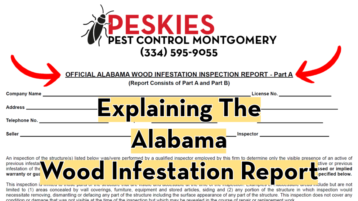 Peskies Pest Control Montgomery Alabama Wood Infestation Reports