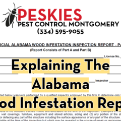 Peskies Pest Control Montgomery Alabama Wood Infestation Reports