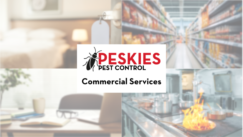 Protecting your property and reputation: Expert commercial pest control solutions