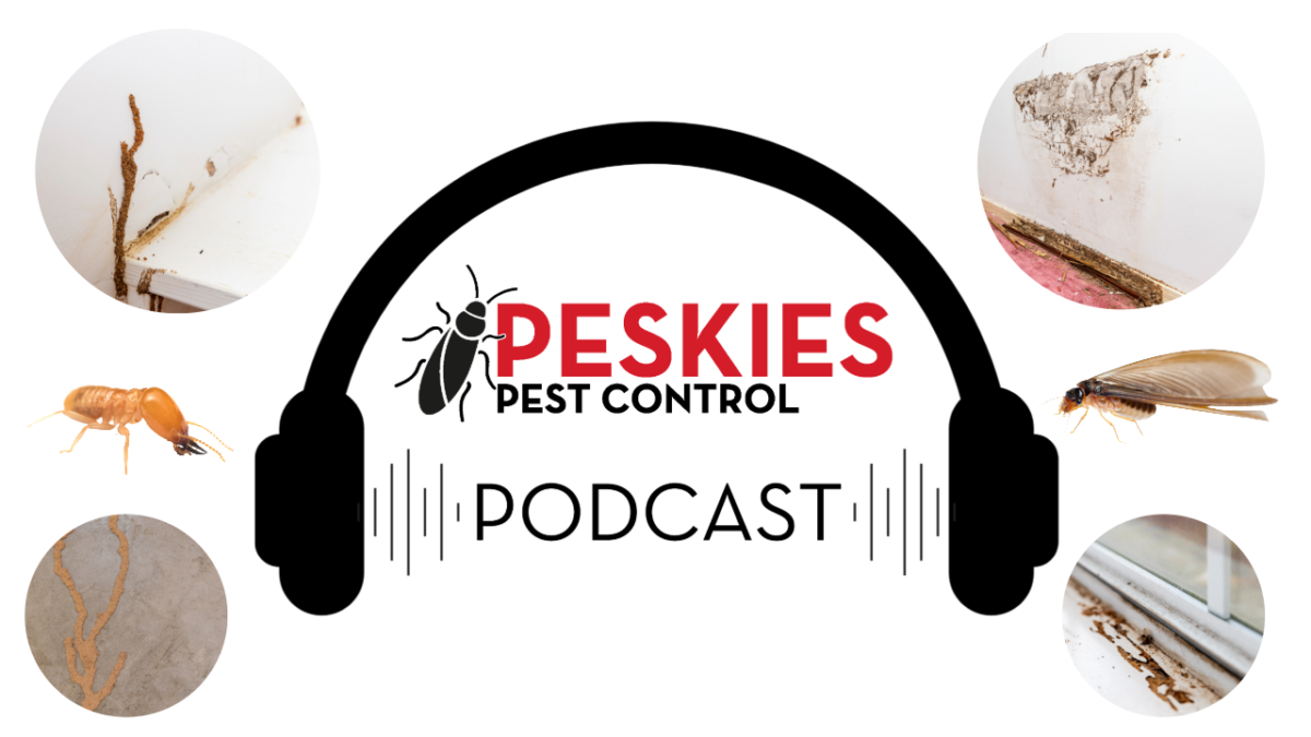 Peskies Pest Control Montgomery Alabama Termite Damage (334) 595-9055