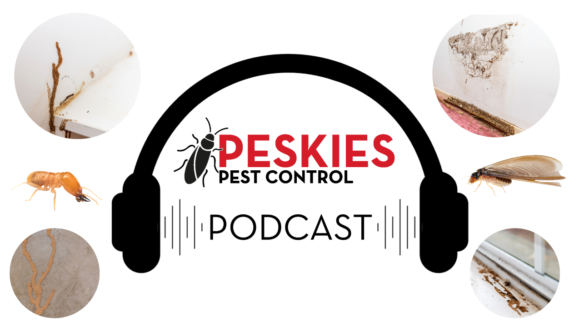 Peskies Pest Control Montgomery Alabama Termite Damage (334) 595-9055