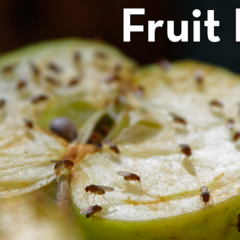 Fruit flies are invading Montgomery Alabama Homes! This photo shows a group of fruit flies eating an over ripe apple.