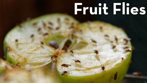 Fruit flies are invading Montgomery Alabama Homes! This photo shows a group of fruit flies eating an over ripe apple.