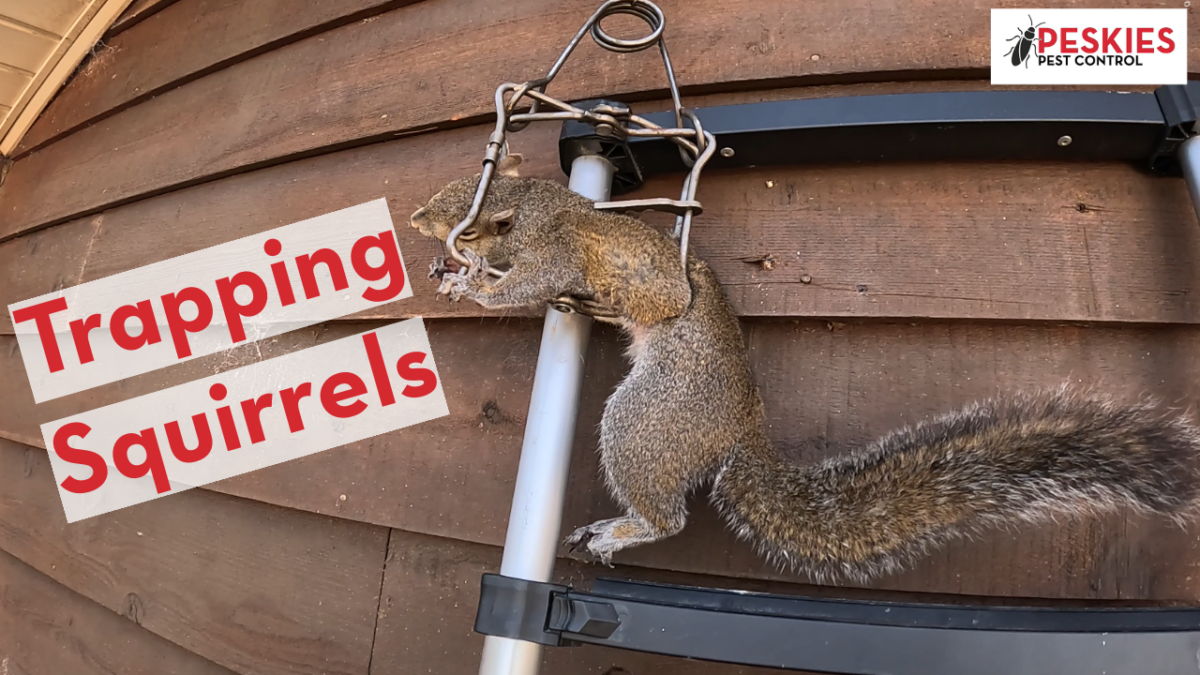 A picture showing a squirrel caught in a trap hanging off the side of a house