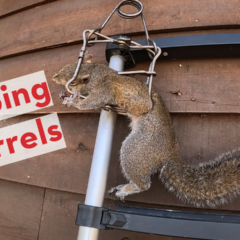 A picture showing a squirrel caught in a trap hanging off the side of a house