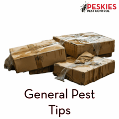 A picture showing wet cardboard boxes where pests may hide and the text "General Pest Tips"