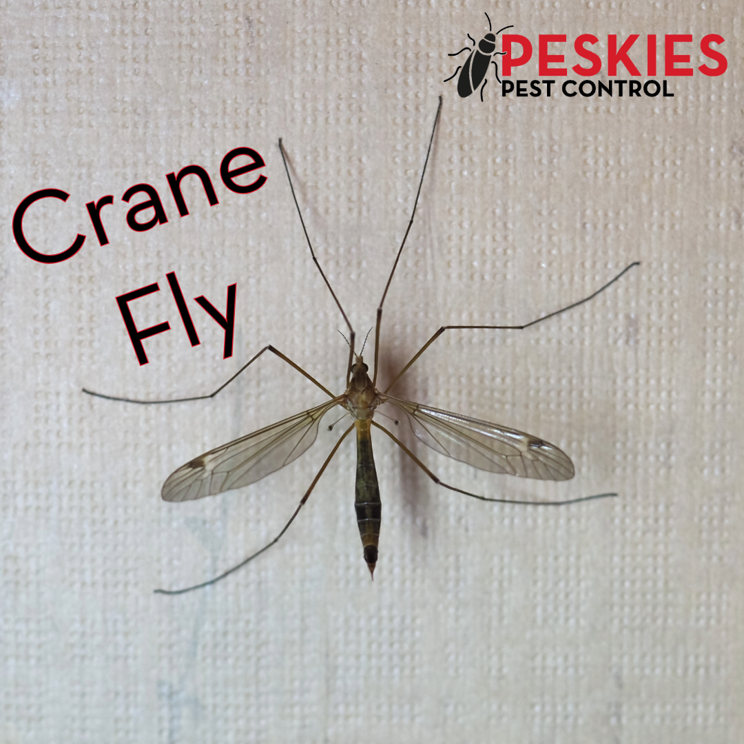 Photo showing a crane fly resting on a paper towel along with the Peskies Pest Control company logo