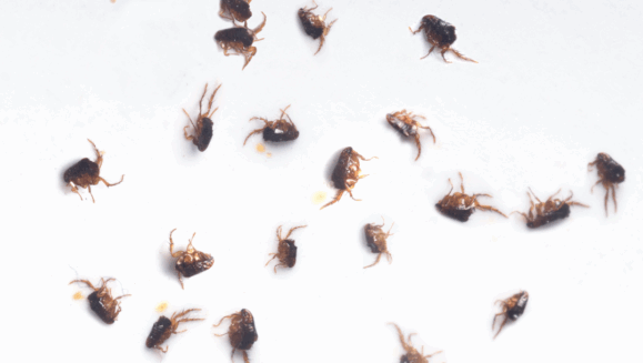 A close-up view of numerous small, brown fleas scattered across a white surface. In the top right corner, the "Peskies Pest Control" logo is visible, and the word "Fleas" is written in the bottom right.