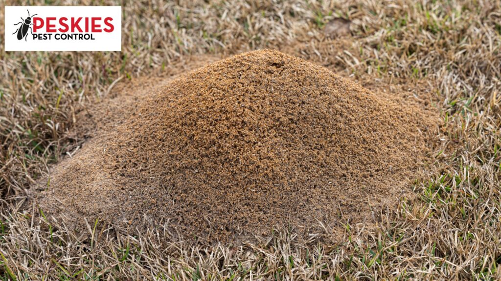 A fire ant mound sitting in a lawn of grass. Fire ant control Montgomery Alabama