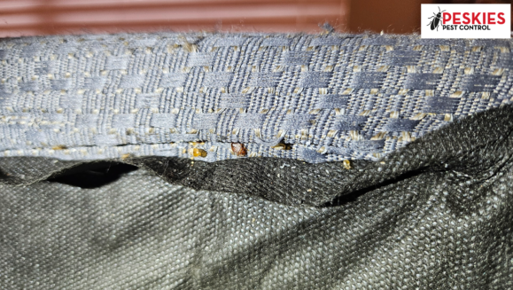 Bed bugs on a box spring in a master bathroom
