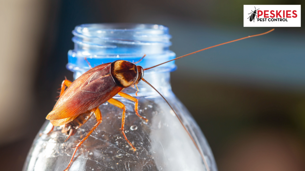 A large American cockroach crawling on the rim of an open plastic water bottle, featuring the Peskies Pest Control Montgomery Alabama logo in the corner