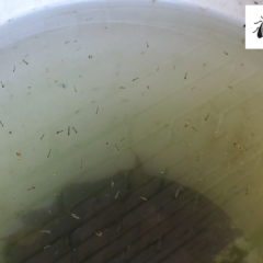A white plastic bucket filled with stagnant water containing numerous mosquito larvae
