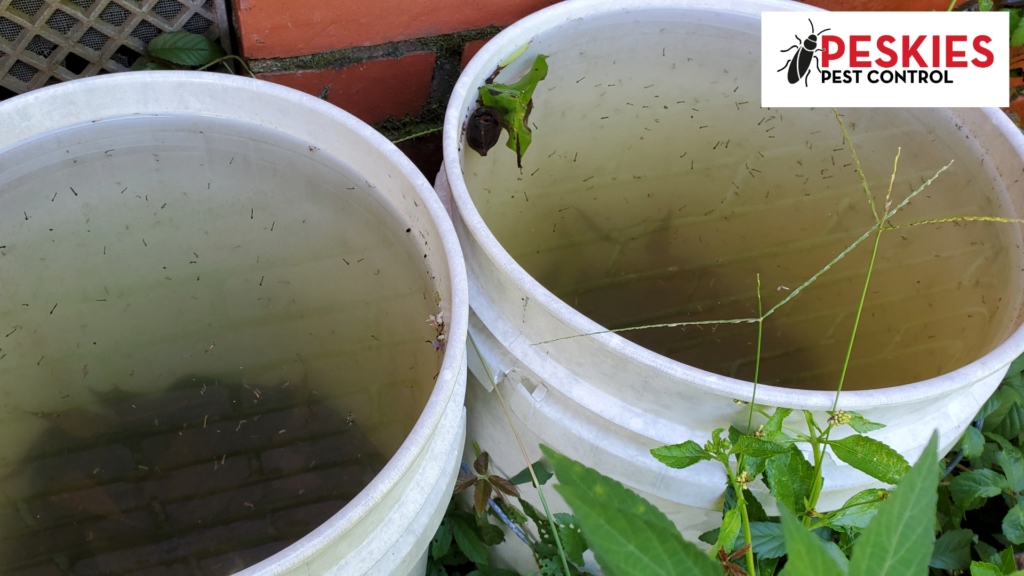 A top-down view of white plastic buckets holding stagnant water infested with dozens of swimming mosquito larvae.
