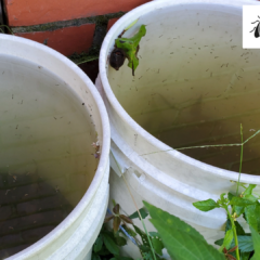 A top-down view of white plastic buckets holding stagnant water infested with dozens of swimming mosquito larvae.