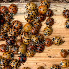 A high-angle, close-up shot of a large cluster of multicolored Asian Lady Beetles gathered on a light-colored, grained wood surface. The Peskies Pest Control logo is positioned in the upper right corner.