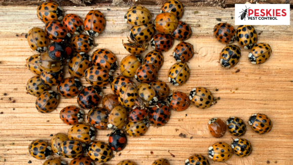 A high-angle, close-up shot of a large cluster of multicolored Asian Lady Beetles gathered on a light-colored, grained wood surface. The Peskies Pest Control logo is positioned in the upper right corner.