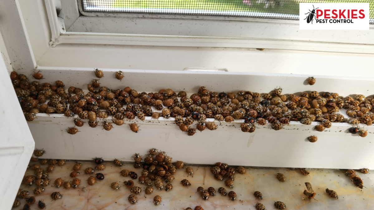A wide shot showing hundreds of Asian lady beetles swarming along the tracks and sill of a white window frame. Clusters of the beetles are also scattered across the marble surface below the window. The Peskies Pest Control logo is in the top right corner.