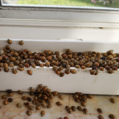 A wide shot showing hundreds of Asian lady beetles swarming along the tracks and sill of a white window frame. Clusters of the beetles are also scattered across the marble surface below the window. The Peskies Pest Control logo is in the top right corner.