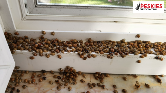 A wide shot showing hundreds of Asian lady beetles swarming along the tracks and sill of a white window frame. Clusters of the beetles are also scattered across the marble surface below the window. The Peskies Pest Control logo is in the top right corner.