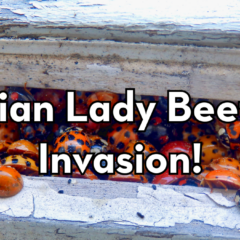 A close-up photograph of a swarm of orange and red Asian Lady Beetles crawling through a narrow gap in a weathered white wooden structure. Centered over the cluster of beetles is large, white text with a black outline that reads, "Asian Lady Beetle Invasion!" The Peskies Pest Control logo is visible in the top right corner.