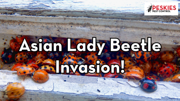 A close-up photograph of a swarm of orange and red Asian Lady Beetles crawling through a narrow gap in a weathered white wooden structure. Centered over the cluster of beetles is large, white text with a black outline that reads, "Asian Lady Beetle Invasion!" The Peskies Pest Control logo is visible in the top right corner.