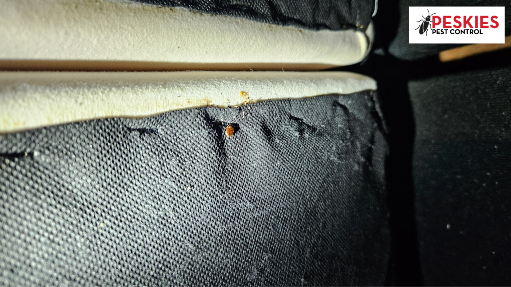A close-up view of a bed bug hiding in the seams of a couch, demonstrating why bed bug heat treatment vs spray is more effective at reaching pests in tight crevices.