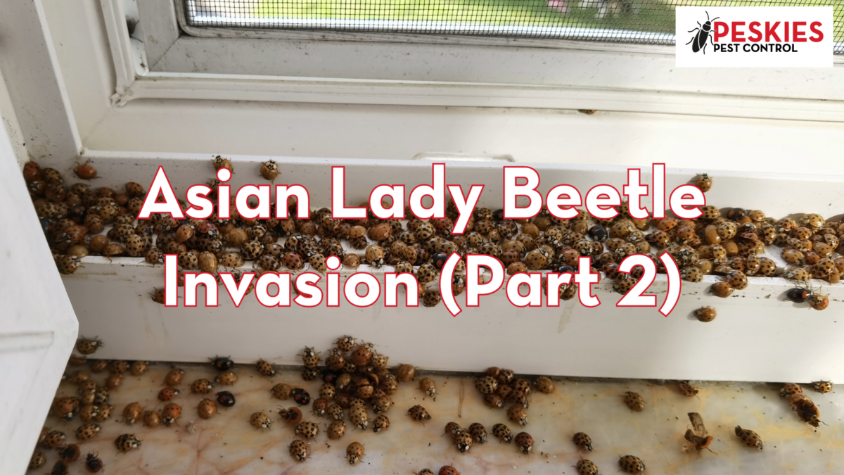 A severe Asian lady beetle infestation shown by hundreds of multicolored beetles swarming and clustering on a white interior window sill and marble surface.