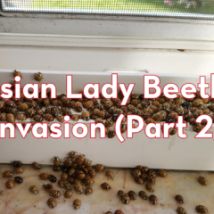 A severe Asian lady beetle infestation shown by hundreds of multicolored beetles swarming and clustering on a white interior window sill and marble surface.