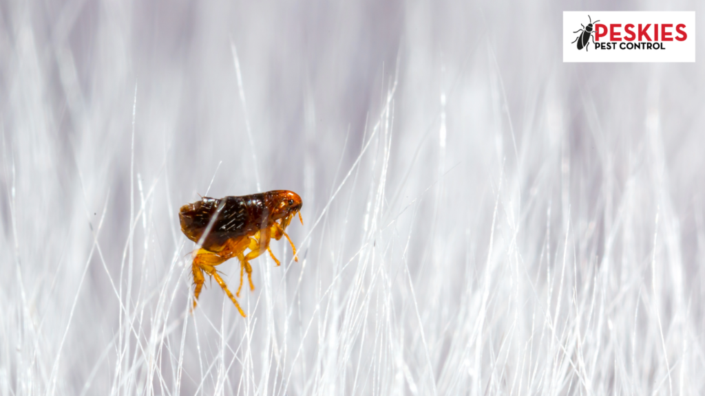 Close-up of an adult flea navigating through white pet hair. Flea Control Montgomery Alabama