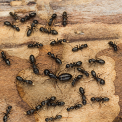 A cluster of black carpenter ants (Camponotus spp.) crawls across a piece of light-colored, damaged wood. The ants vary in size, demonstrating their polymorphic nature, with one significantly larger ant positioned near the center of the group. In the upper right corner, the "Peskies Pest Control" logo is visible.