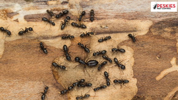 A cluster of black carpenter ants (Camponotus spp.) crawls across a piece of light-colored, damaged wood. The ants vary in size, demonstrating their polymorphic nature, with one significantly larger ant positioned near the center of the group. In the upper right corner, the "Peskies Pest Control" logo is visible.