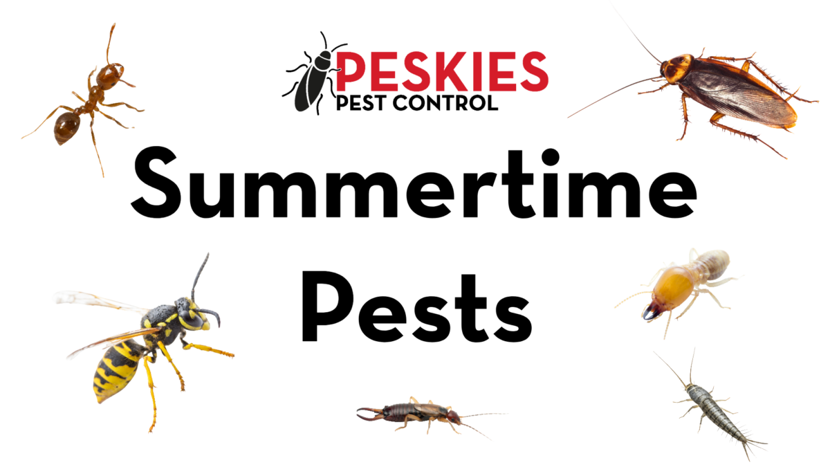 The image features a white background with the bold black text "Summertime Pests" positioned in the center. Above the text is the "Peskies Pest Control" logo. Surrounding the text are various common summertime pests, including a red fire ant, a cockroach, a yellow jacket, a termite, an earwig, and a silverfish.