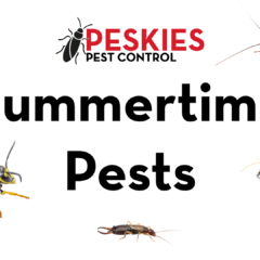 The image features a white background with the bold black text "Summertime Pests" positioned in the center. Above the text is the "Peskies Pest Control" logo. Surrounding the text are various common summertime pests, including a red fire ant, a cockroach, a yellow jacket, a termite, an earwig, and a silverfish.