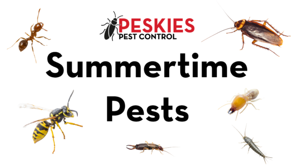 The image features a white background with the bold black text "Summertime Pests" positioned in the center. Above the text is the "Peskies Pest Control" logo. Surrounding the text are various common summertime pests, including a red fire ant, a cockroach, a yellow jacket, a termite, an earwig, and a silverfish.