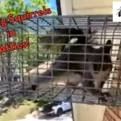 A close-up view of a humane wire cage trap mounted against the side of a house, containing a captured grey squirrel with a large, bushy tail. The trap is part of a "one-way door" system used to clear rodents from attics. Overlaid text in a bold, red-bordered font reads "Trapping Squirrels in Attics!". The top right corner features the "Peskies Pest Control" logo, while the background shows a white pickup truck parked in a driveway below.