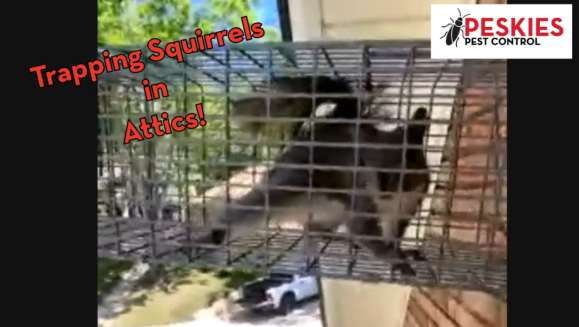 A close-up view of a humane wire cage trap mounted against the side of a house, containing a captured grey squirrel with a large, bushy tail. The trap is part of a "one-way door" system used to clear rodents from attics. Overlaid text in a bold, red-bordered font reads "Trapping Squirrels in Attics!". The top right corner features the "Peskies Pest Control" logo, while the background shows a white pickup truck parked in a driveway below.