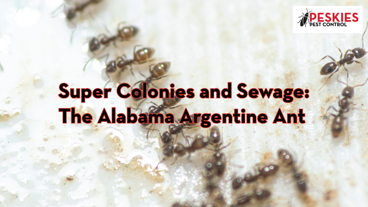A macro photograph of several Argentine ants crawling in a line across a white, textured surface. In the center, bold red and black text reads, "Super Colonies and Sewage: The Alabama Argentine Ant". The top right corner features the "Peskies Pest Control" logo, which includes an illustration of a cockroach.