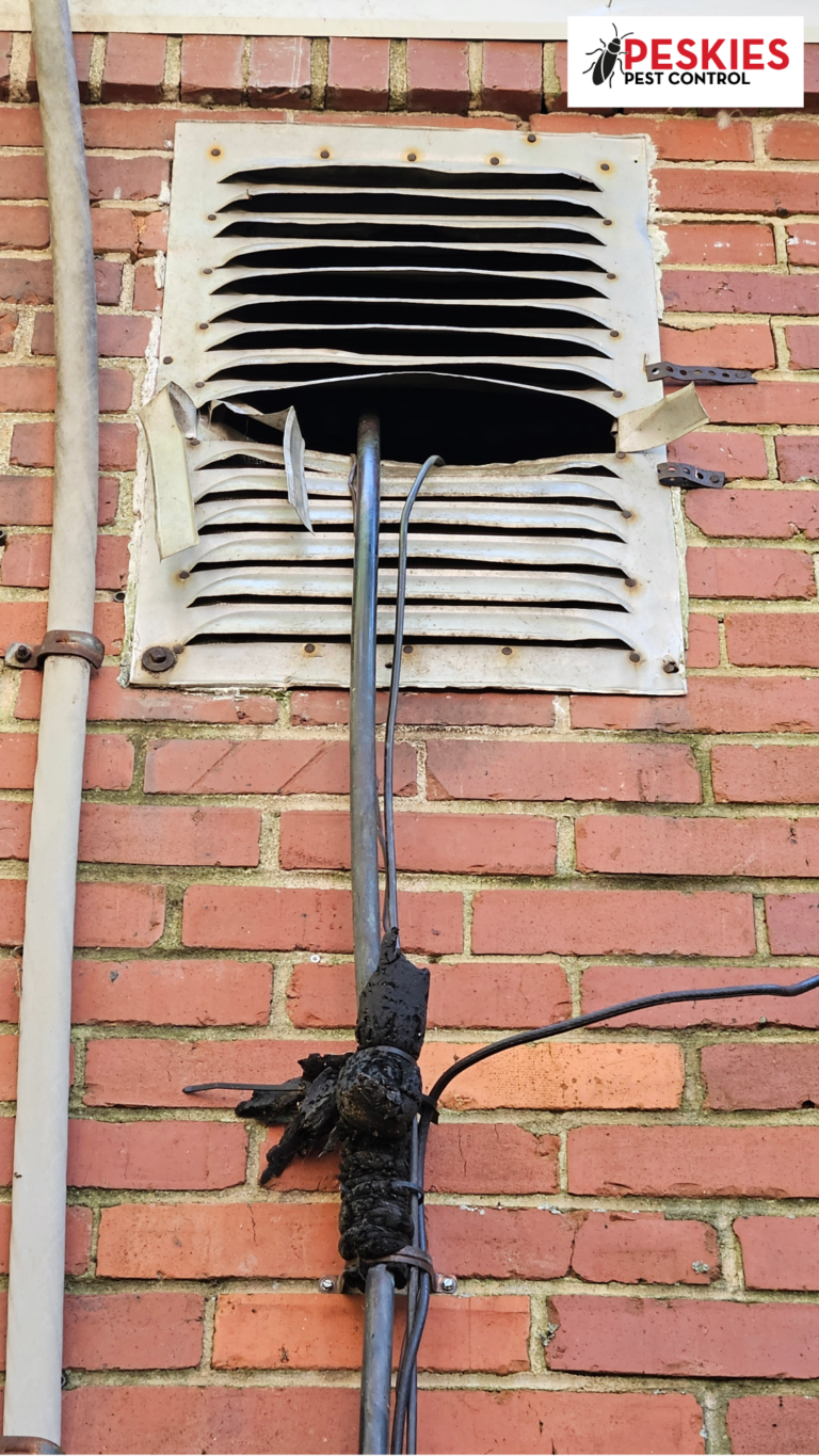 A vertical outdoor shot showing a red brick wall with an HVAC coolant line running upward into a damaged metal gable vent. The white metal vent has several louvers bent and pried open, creating a large dark gap where a raccoon could enter the attic. The black insulated coolant line and smaller wires run directly into this opening. The "Peskies Pest Control" logo is visible in the top right corner.