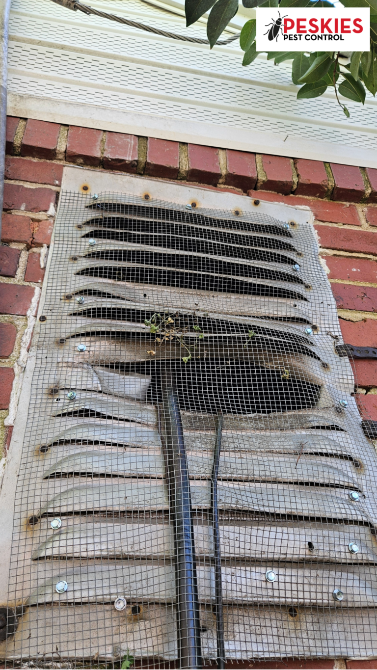 An upward-angled shot of the repaired gable vent on the red brick exterior. A layer of heavy-duty galvanized hardware cloth (wire mesh) has been securely fastened over the entire metal vent using several hex-head screws with washers. The mesh covers the previously pried-open louvers and the entry point of the black HVAC coolant line, creating a raccoon-proof barrier to prevent future entry. The "Peskies Pest Control" logo is in the top right corner.
