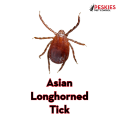 An image featuring a close-up, top-down view of a reddish-brown Asian Longhorned Tick centered on a white background. The text "Asian Longhorned Tick" is displayed prominently in bold red lettering with a black outline below the insect. In the top right corner, the "Peskies Pest Control" logo is visible, representing experts in Asian Longhorned Tick prevention Montgomery Alabama.