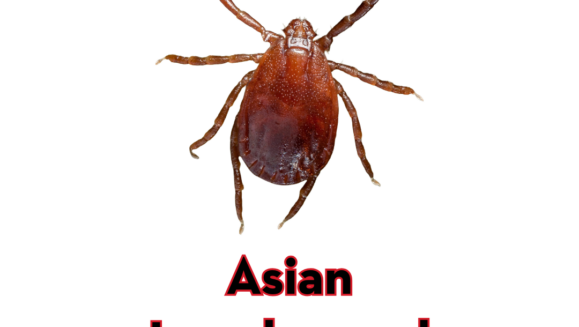 An image featuring a close-up, top-down view of a reddish-brown Asian Longhorned Tick centered on a white background. The text "Asian Longhorned Tick" is displayed prominently in bold red lettering with a black outline below the insect. In the top right corner, the "Peskies Pest Control" logo is visible, representing experts in Asian Longhorned Tick prevention Montgomery Alabama.