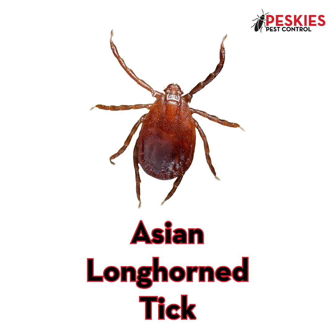 An image featuring a close-up, top-down view of a reddish-brown Asian Longhorned Tick centered on a white background. The text "Asian Longhorned Tick" is displayed prominently in bold red lettering with a black outline below the insect. In the top right corner, the "Peskies Pest Control" logo is visible, representing experts in Asian Longhorned Tick prevention Montgomery Alabama.