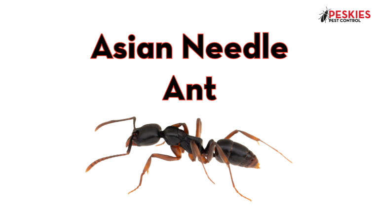 An image featuring a full-body profile view of an Asian Needle Ant positioned horizontally against a plain white background. The ant displays a smooth, dark brown to black body with lighter, orangish-brown legs and antennae. Above the ant, the text "Asian Needle Ant" is written in a large, bold sans-serif font featuring a black fill and a red outline. The "PESKIES PEST CONTROL" company logo is located in the upper right corner.